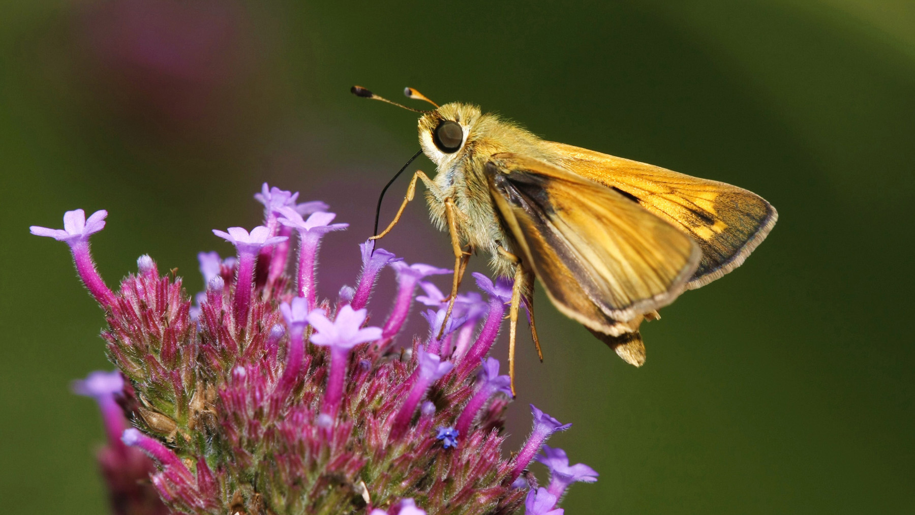 A yellow butterfly resting on a purple garden phlox flower