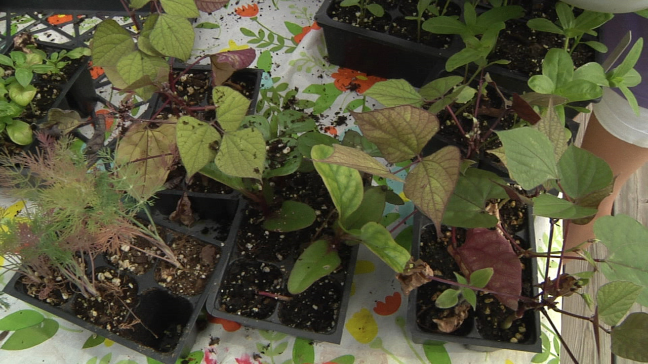 Overhead shot of potted plants in the original black plastic pots.