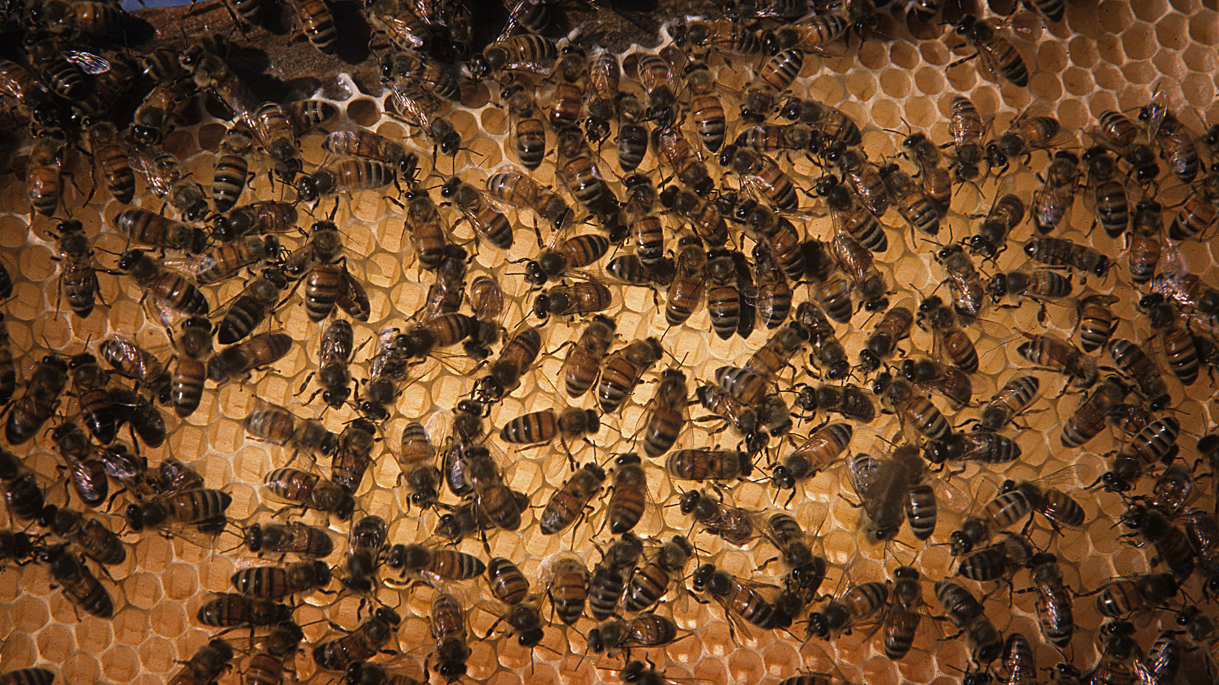 Honey bees on a honeycomb