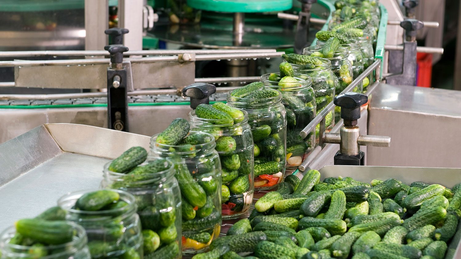 Jars of cucumbers rolling by on a conveyor belt at a pickle operation