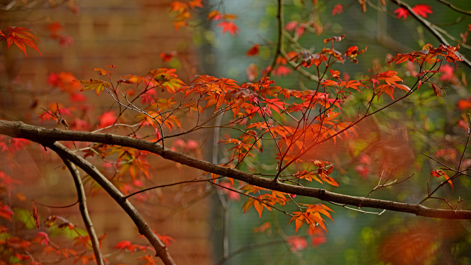 Orange leaves on a Japanese maple tree branch