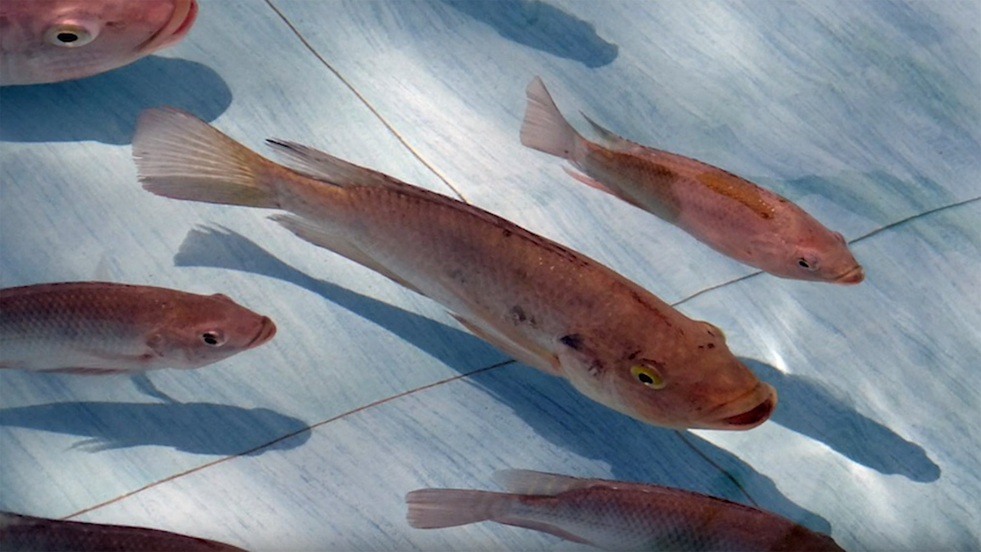 A school of fish swimming in a tank.