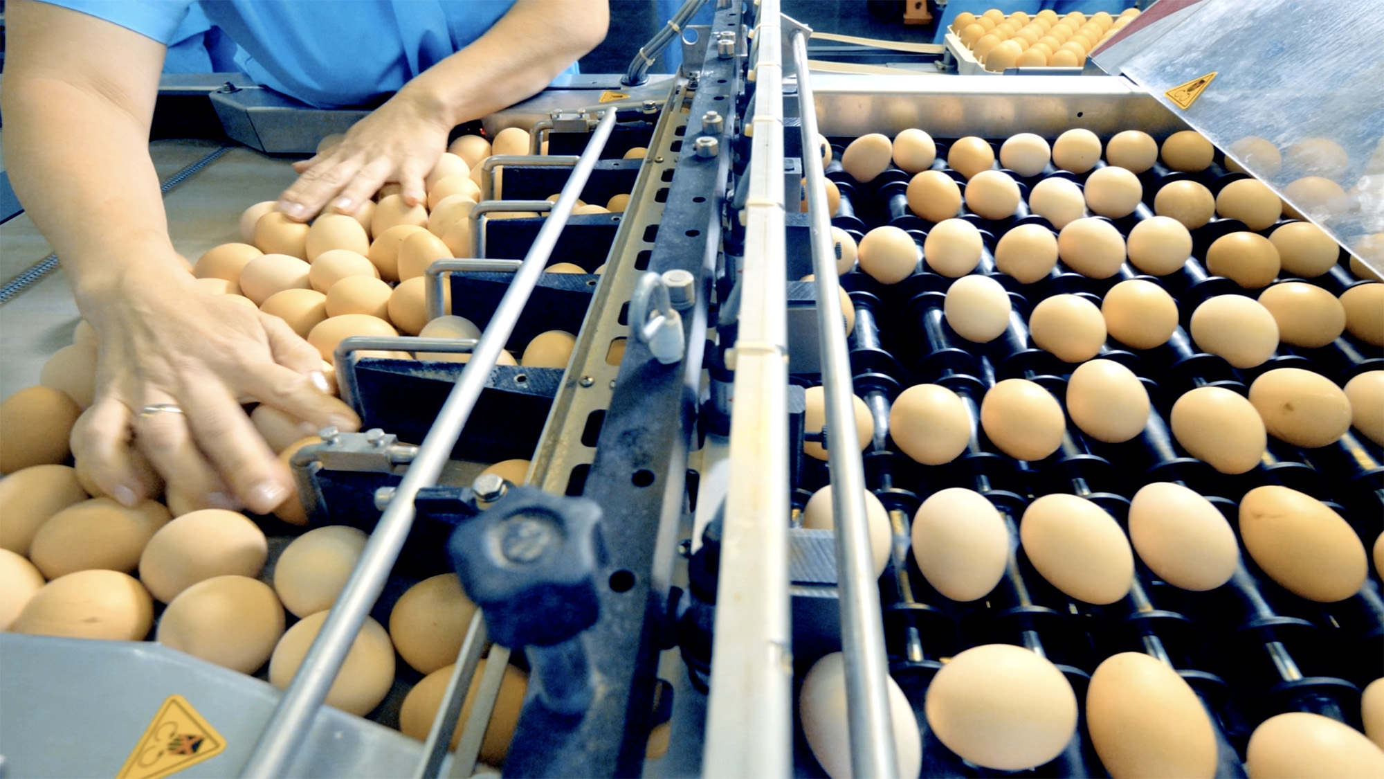 Discover North Carolina eggs and how NC State Extension helps to grow the poultry industry and ensure quality eggs for all.